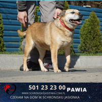 PAWIA - ANDRESPOL (6)