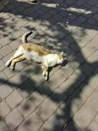 kot Kraszew
