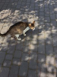 kot Kraszew 2